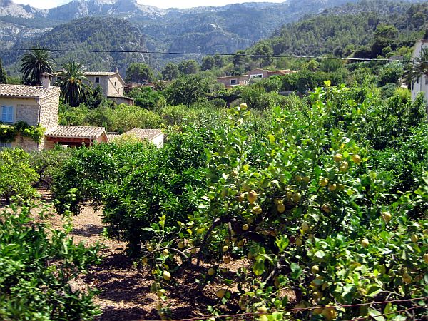Fahrt durch Zitronenhaine bei Sóller