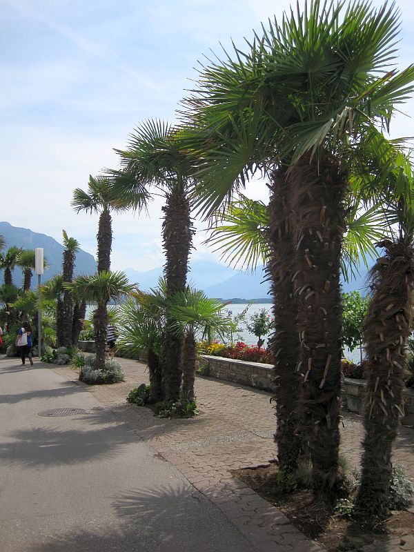 Palmen an der Uferpromenade von Montreux
