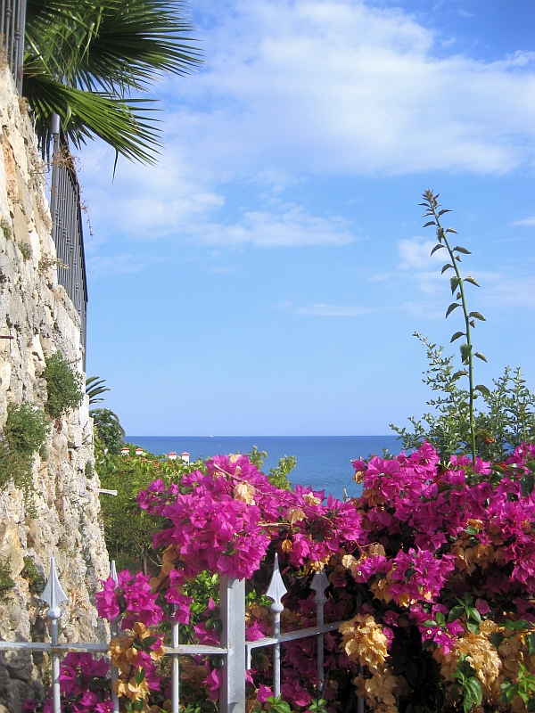 Mediterrane Flora in Ventimiglia
