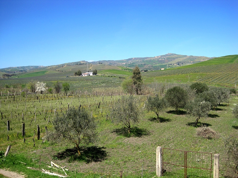 Olivenbäume und Reben