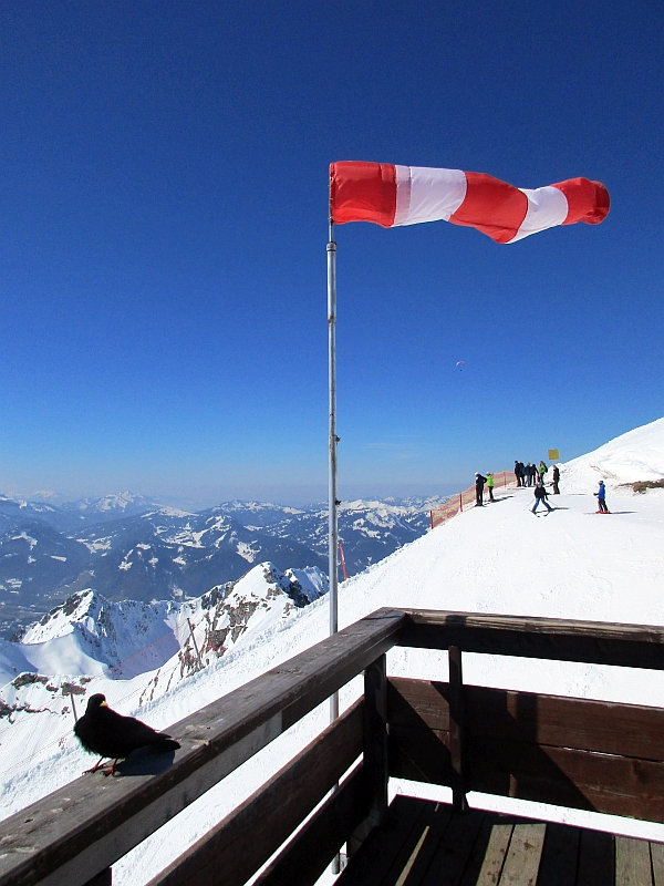 Alpendohle am Gipfel des Nebelhorns