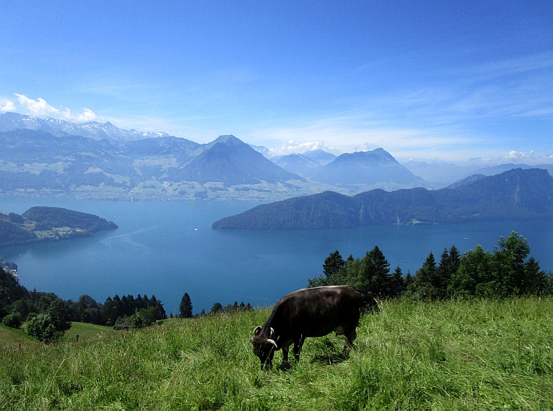 Blick aus dem Zugfenster über den Vierwaldstättersee