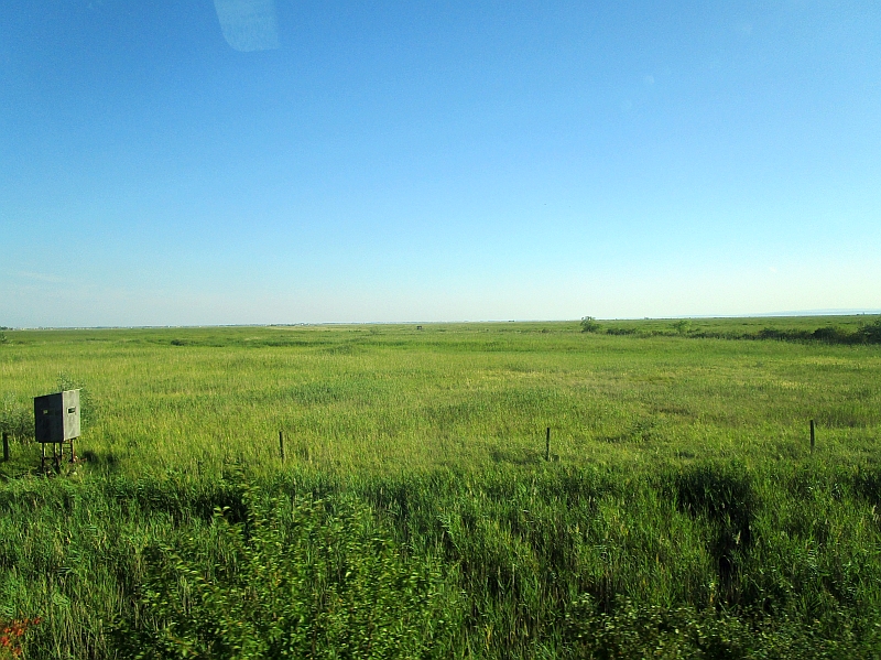 Blick zum Schilfgürtel am Neusiedler See