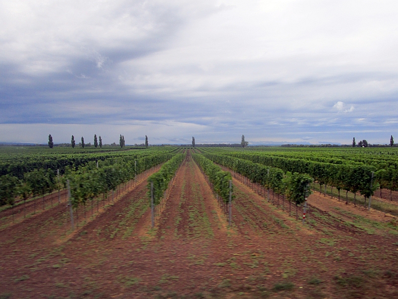 Weinberge bei Pamhagen