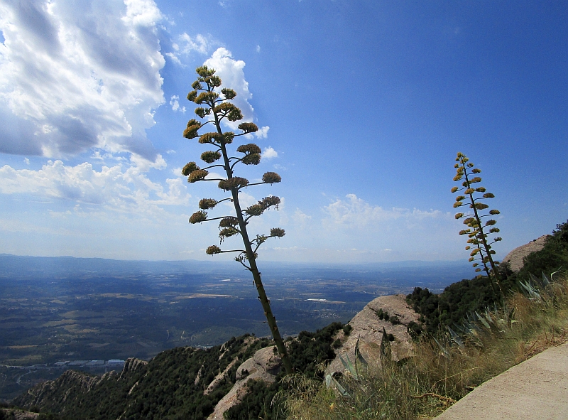 Panoramablick vom Montserrat auf das Umland