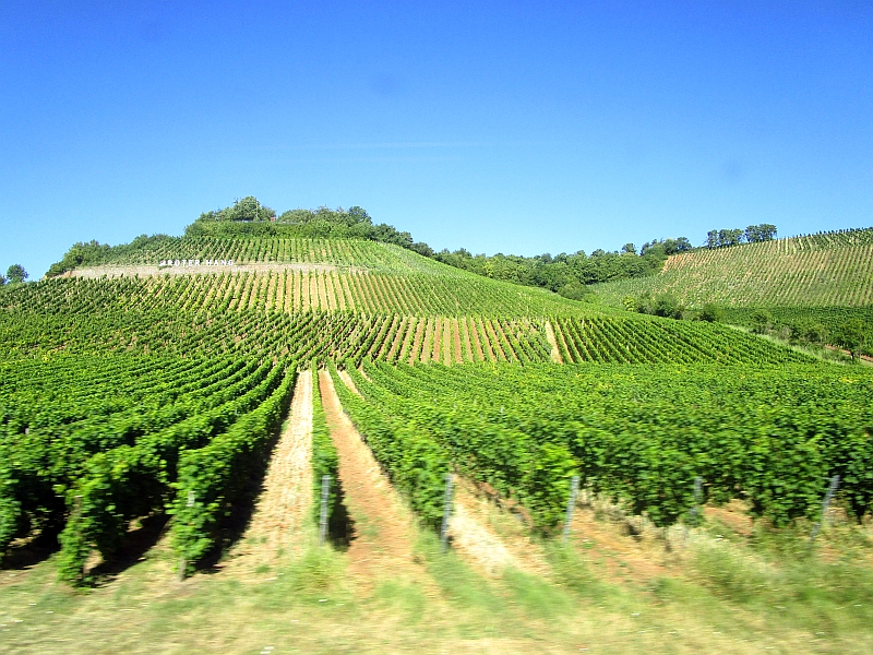 Fahrt durch das Weinanbaugebiet 'Roter Hang'