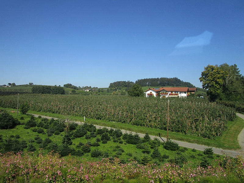 Apfelplantagen im Hinterland von Lindau