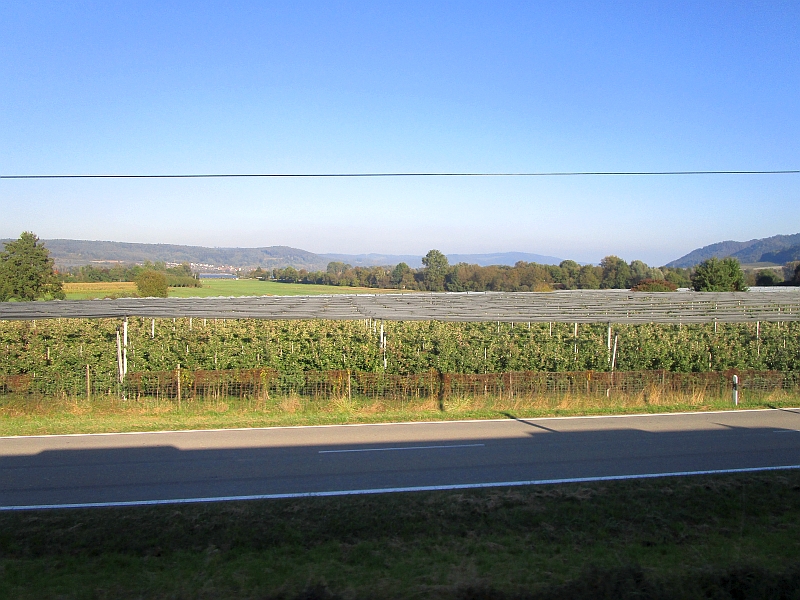 Blick vom Zug auf die Obstplantagen bei Wahlwies