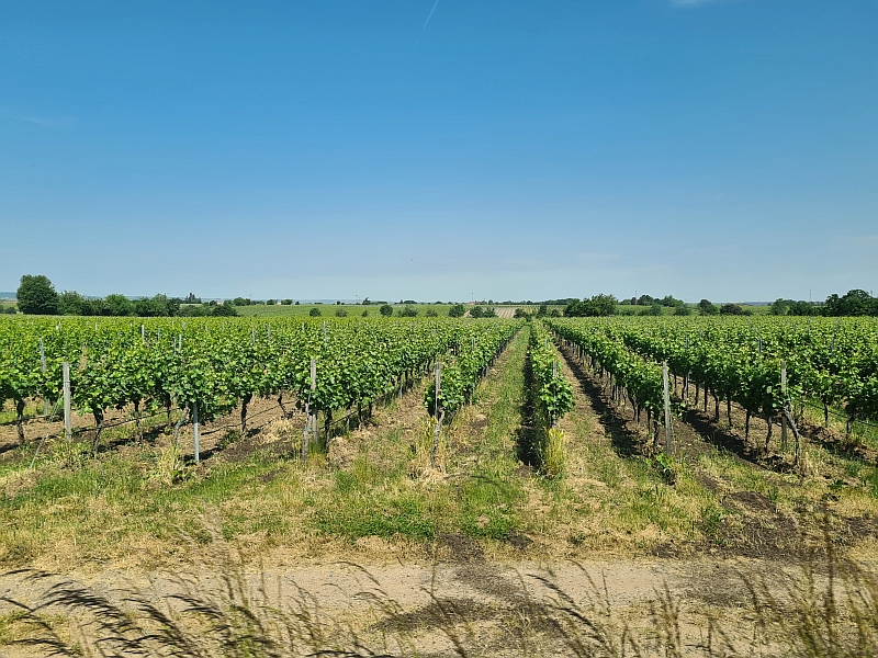Blick durch das Zugfenster auf die Weinberge entlang der Strecke