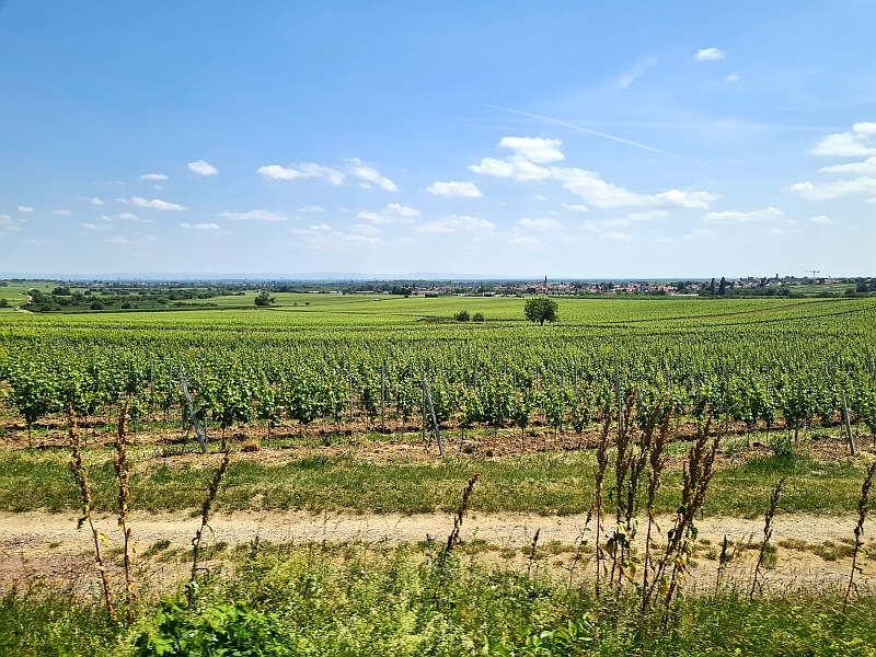 Fahrt durch Rheinhessen