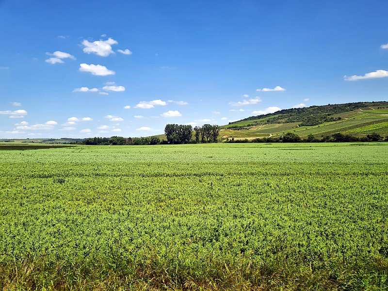 Fahrt durch das Rheinhessische Hügelland